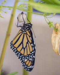 butterfly, cocoon, metamorphosis-4043540.jpg